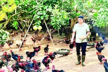 Chăn nuôi theo quy trình VietGAP của hộ thành viên HTX chăn nuôi và kinh doanh gà Đông Tảo, huyện Khoái Châu, tỉnh Hưng Yên.