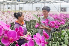 Trang trại YSA Orchid chuyên trồng hoa lan hồ điệp tại xã Đạ Ròn, huyện Đơn Dương, tỉnh Lâm Đồng. 