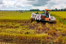 Thu hoạch lúa tại xã Trường Xuân, huyện Tháp Mười, tỉnh Ðồng Tháp. (Ảnh Hữu Nghĩa)